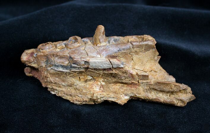 Fossil Crocodile Maxilla (jaw) - Cretaceous #1361